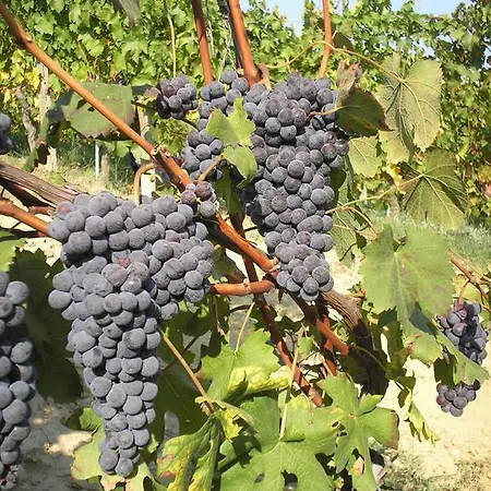 Cantina Monpissan * Канале