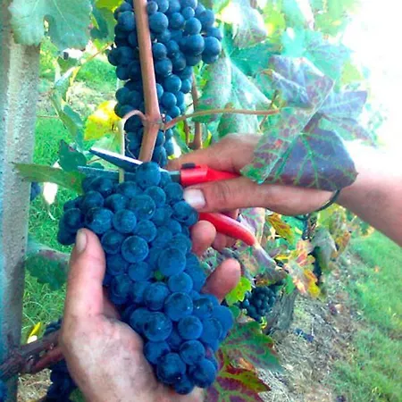 Cantina Monpissan Летний дом